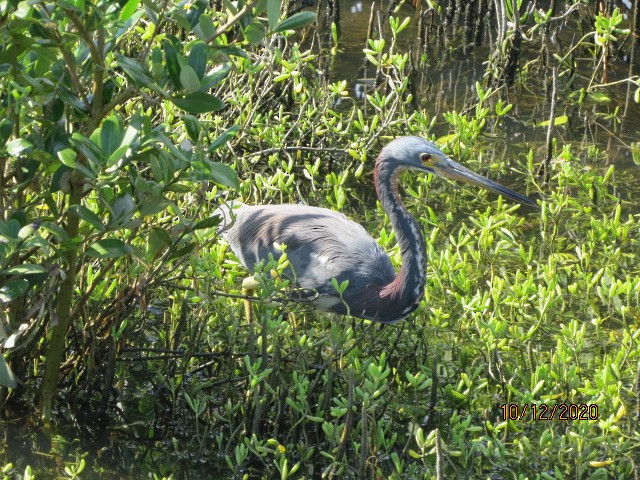 Tricolored Heron - ML270574951