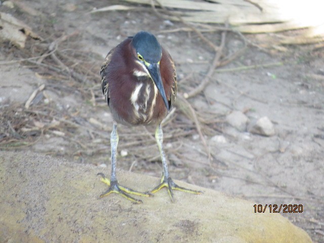 Green Heron - ML270575081