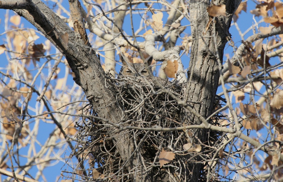 Great Horned Owl - ML270575921