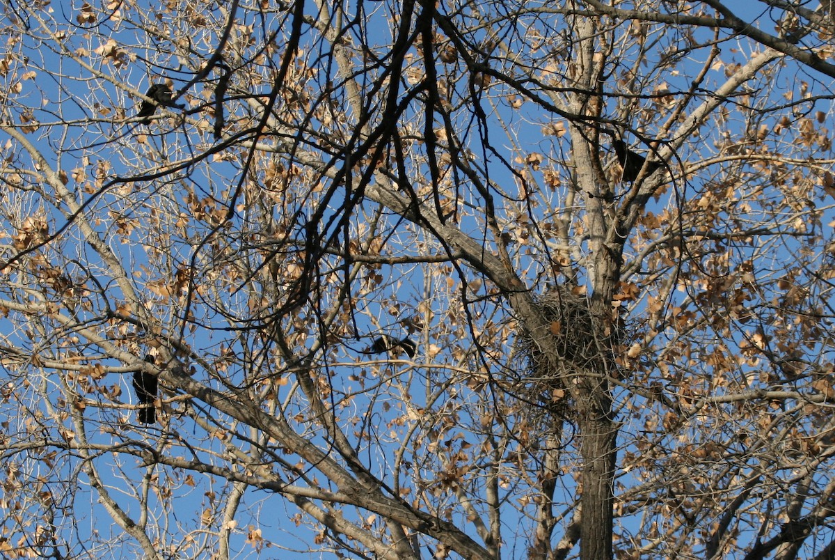 Great Horned Owl - ML270576021