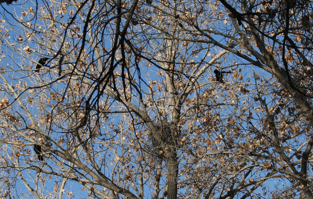 American Crow - ML270576191