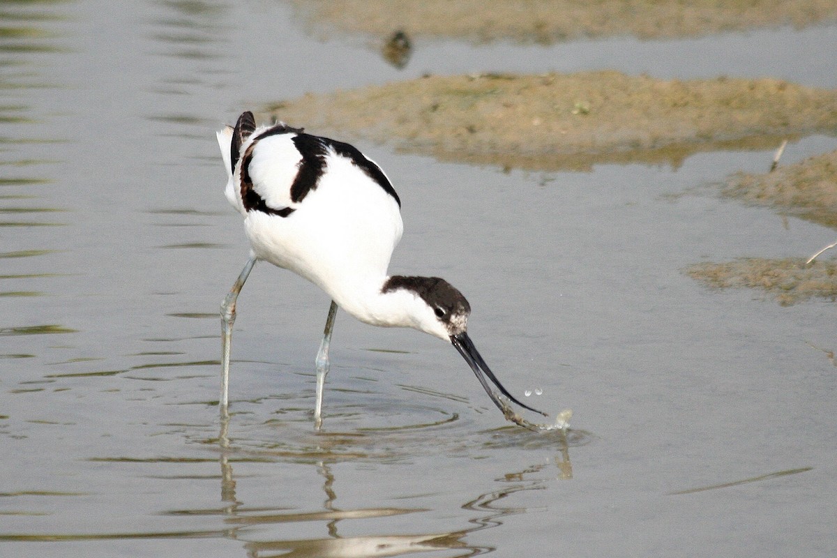 Avocette élégante - ML270577791