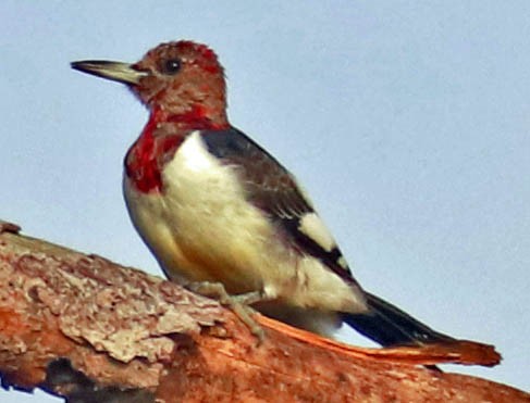 Red-headed Woodpecker - ML270578361