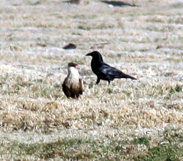 Caracara huppé (cheriway) - ML270578371