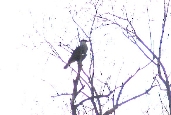 Crested Caracara (Northern) - ML270578391