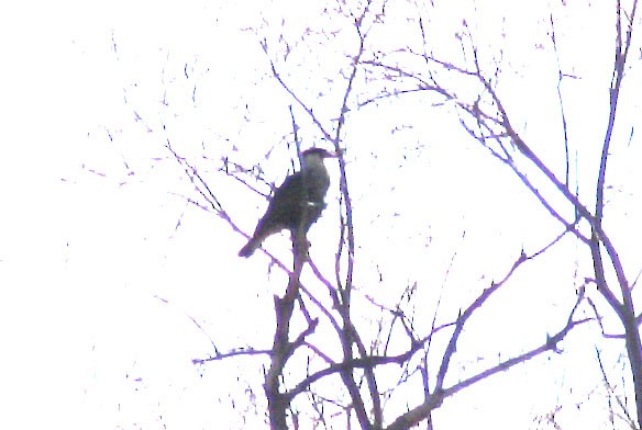 Caracara huppé (cheriway) - ML270578391