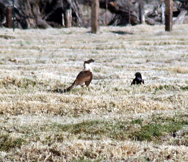 Crested Caracara (Northern) - ML270578401