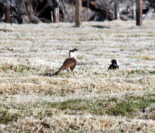 Caracara huppé (cheriway) - ML270578401