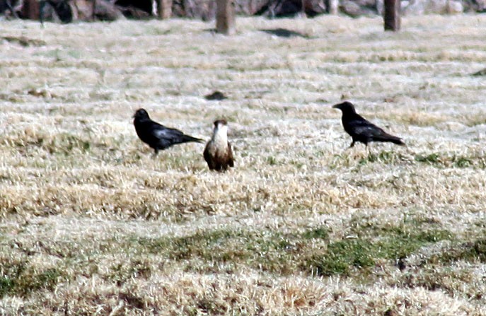 Crested Caracara (Northern) - ML270578411