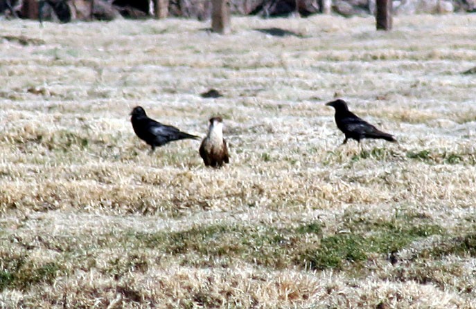 Caracara huppé (cheriway) - ML270578411