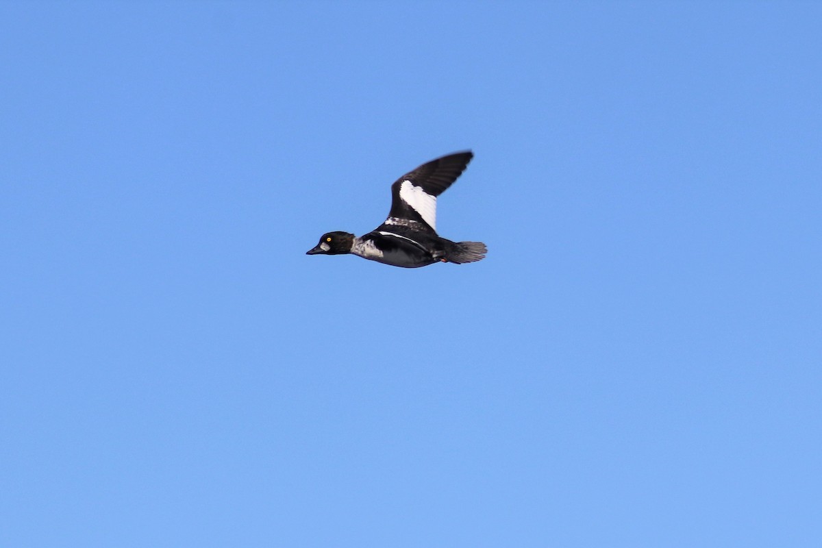 Common Goldeneye - ML270579581