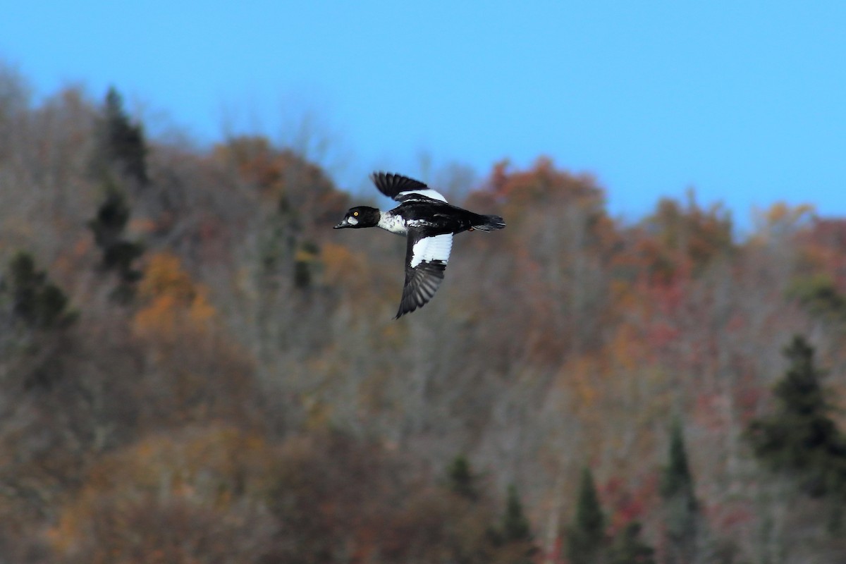 Common Goldeneye - ML270579601