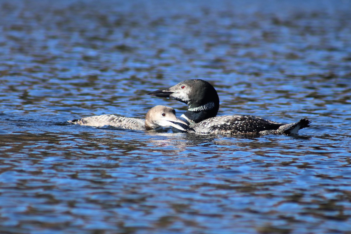 Common Loon - ML270579721