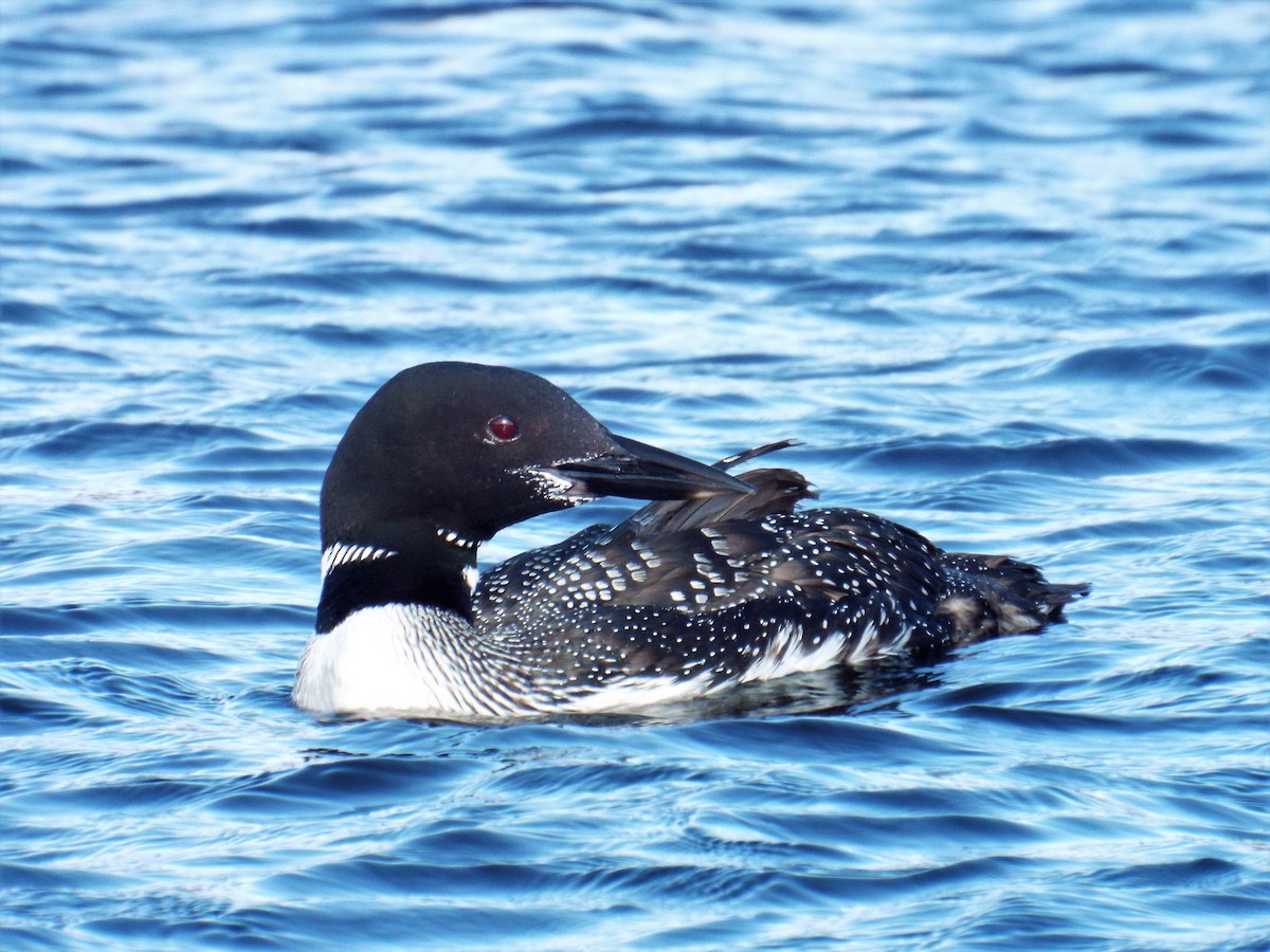 Common Loon - ML270579891