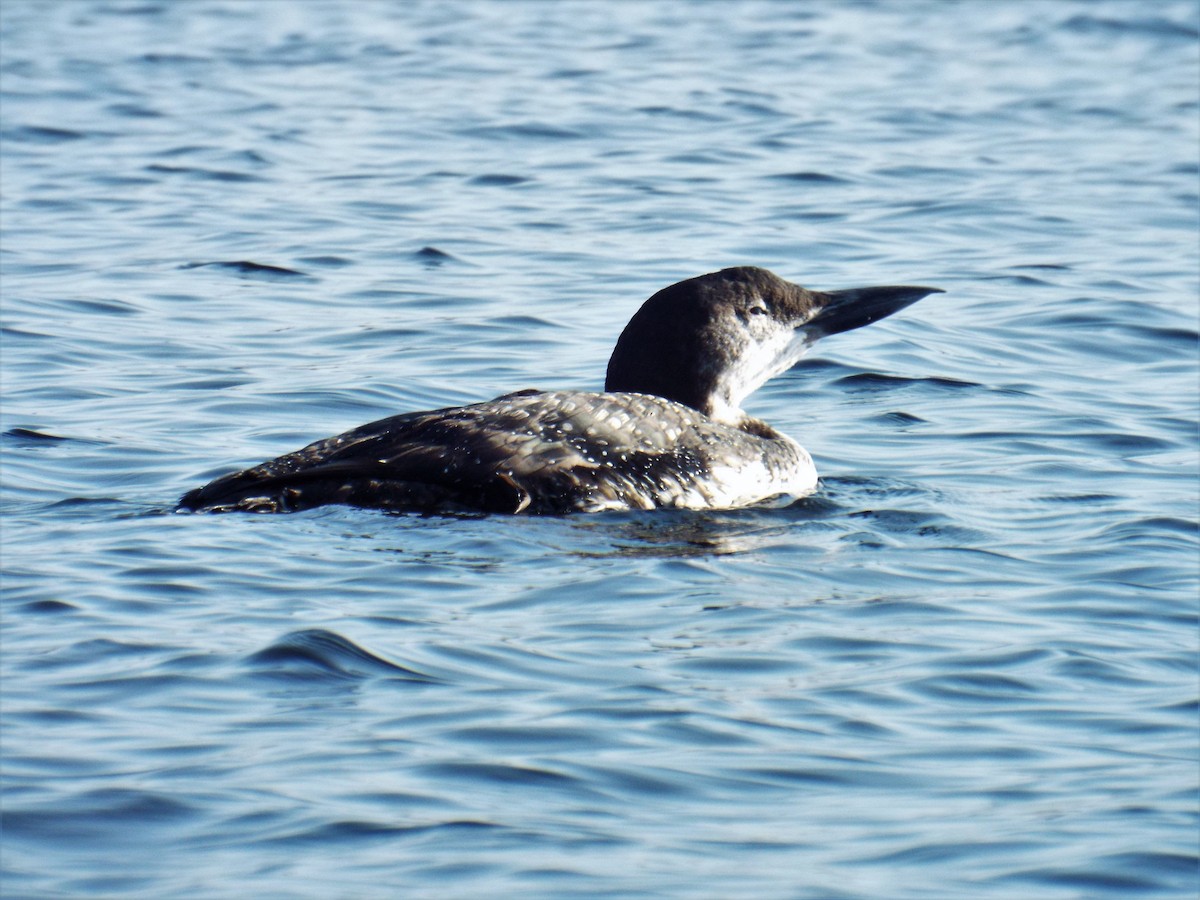 Common Loon - ML270579901