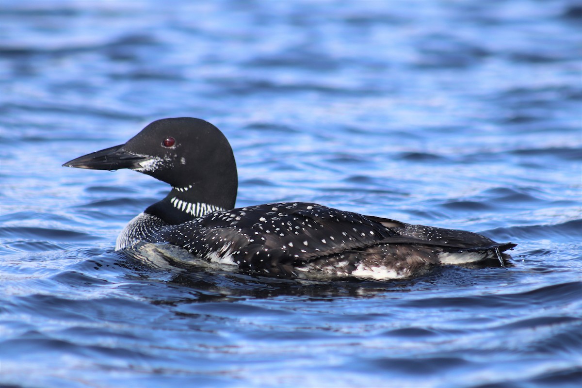 Common Loon - ML270580011