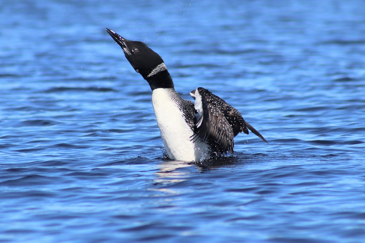 Common Loon - ML270580221