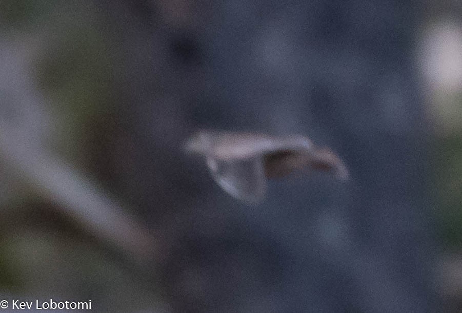 Chestnut-backed Buttonquail - ML270580801