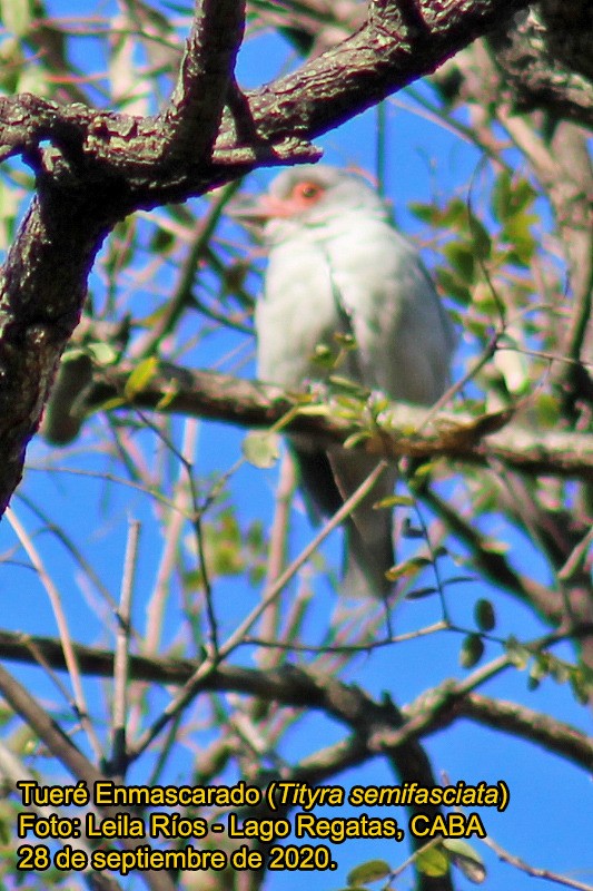 Masked Tityra - ML270581621
