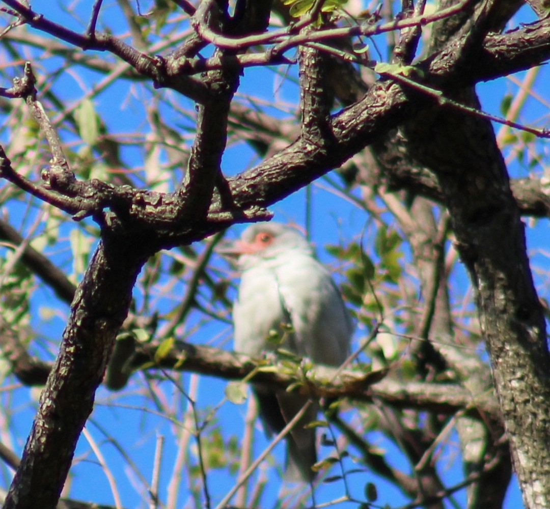 Masked Tityra - ML270581631