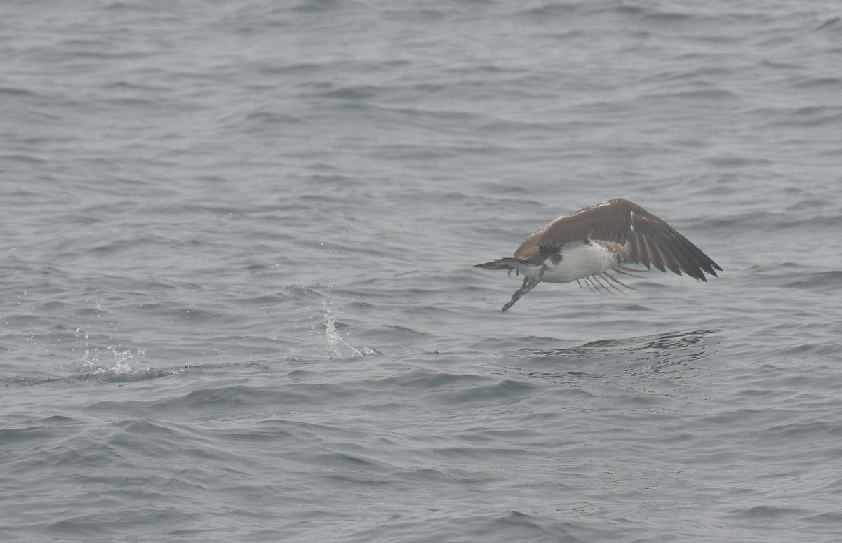 Nazca Booby - Cedrik von Briel