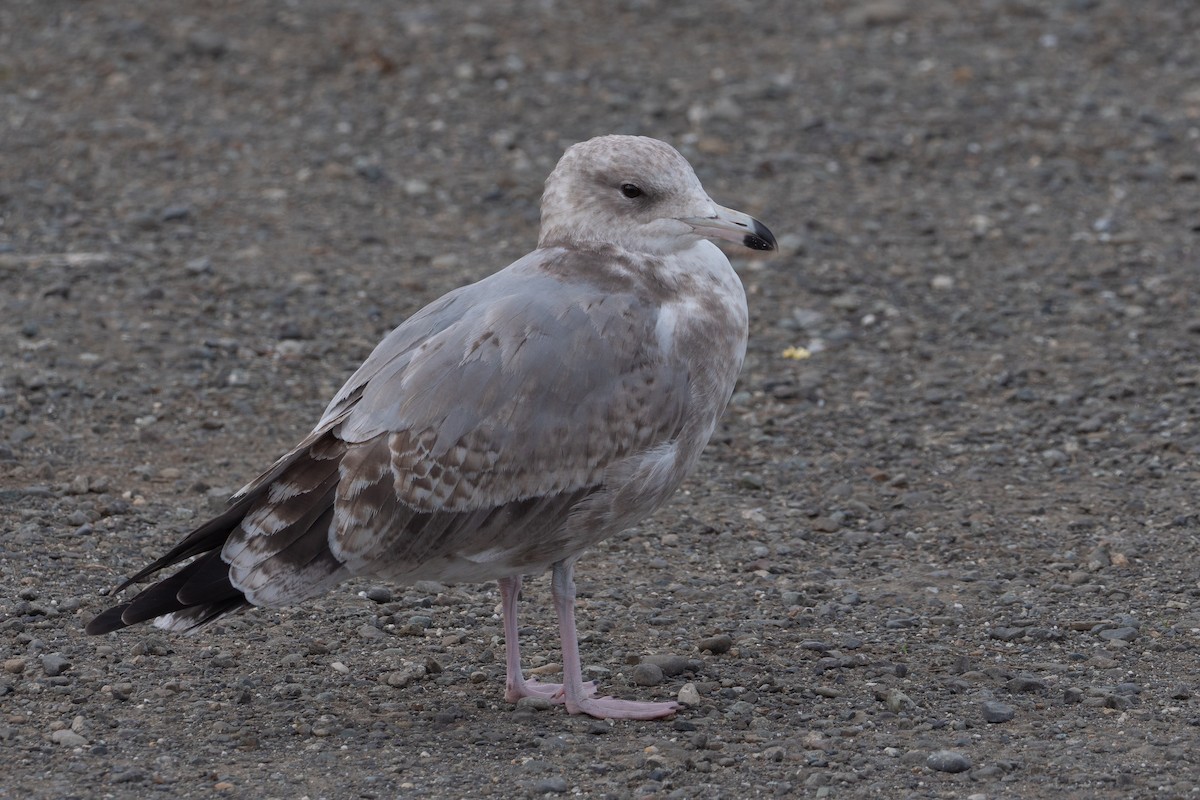 California Gull - Grace Oliver