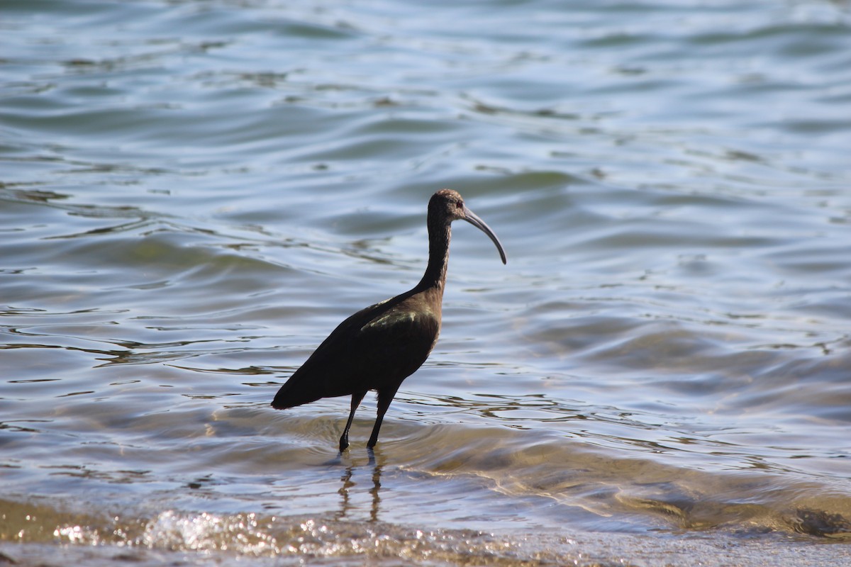 White-faced Ibis - Steven Kurniawidjaja