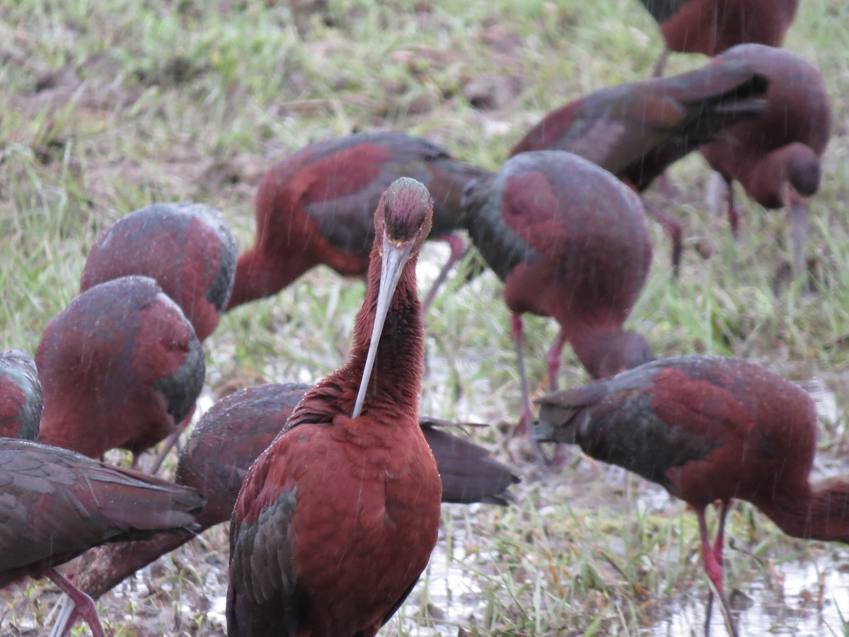 ibis americký - ML27058441