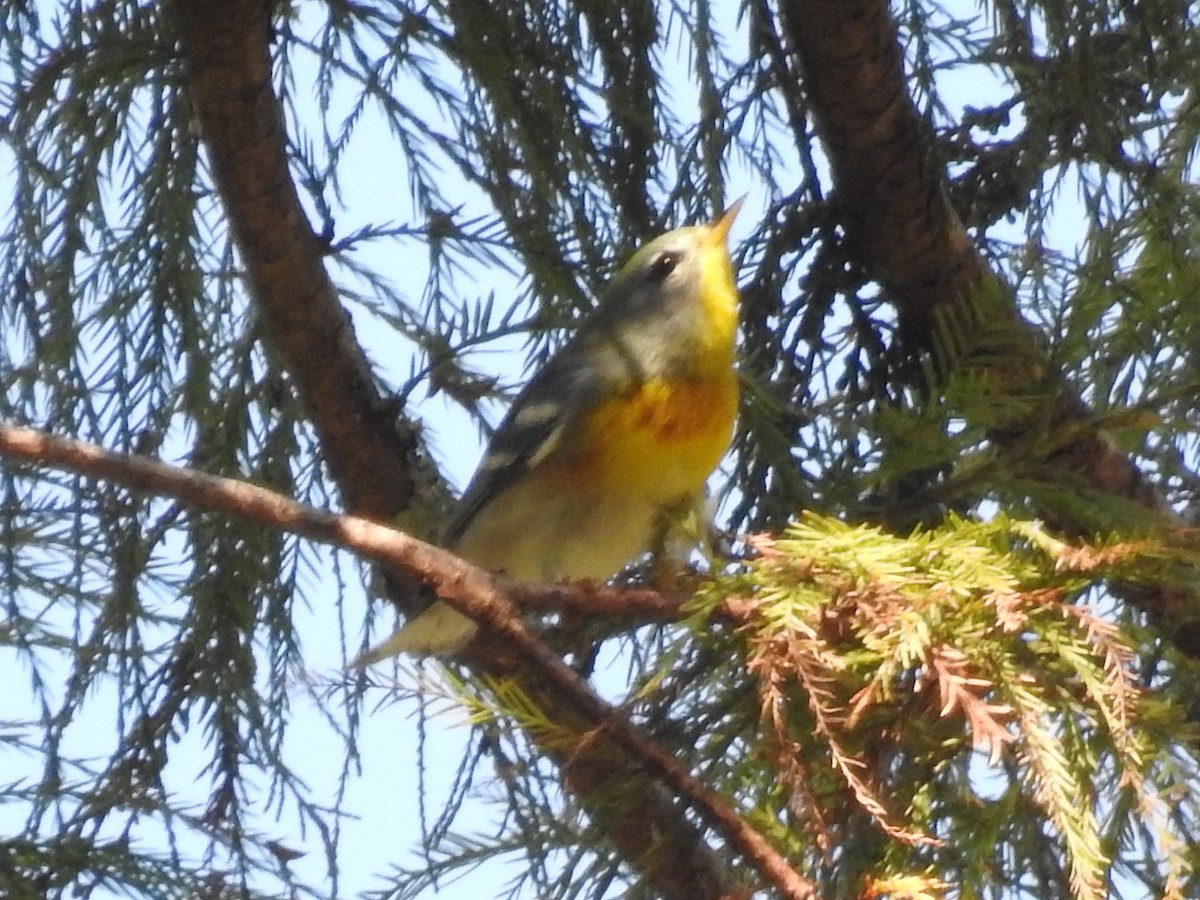 Parula Norteña - ML270584981