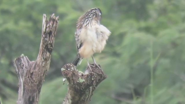 Lesser Roadrunner - ML270585991