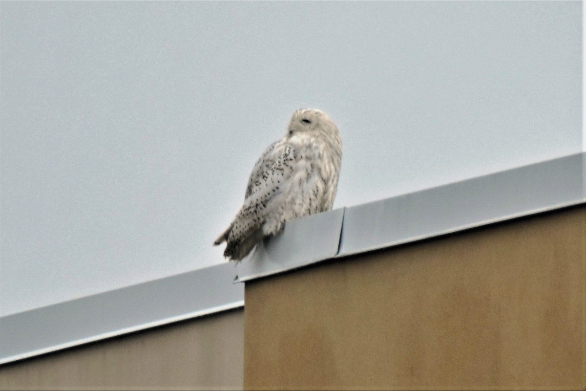 Snowy Owl - ML270586311