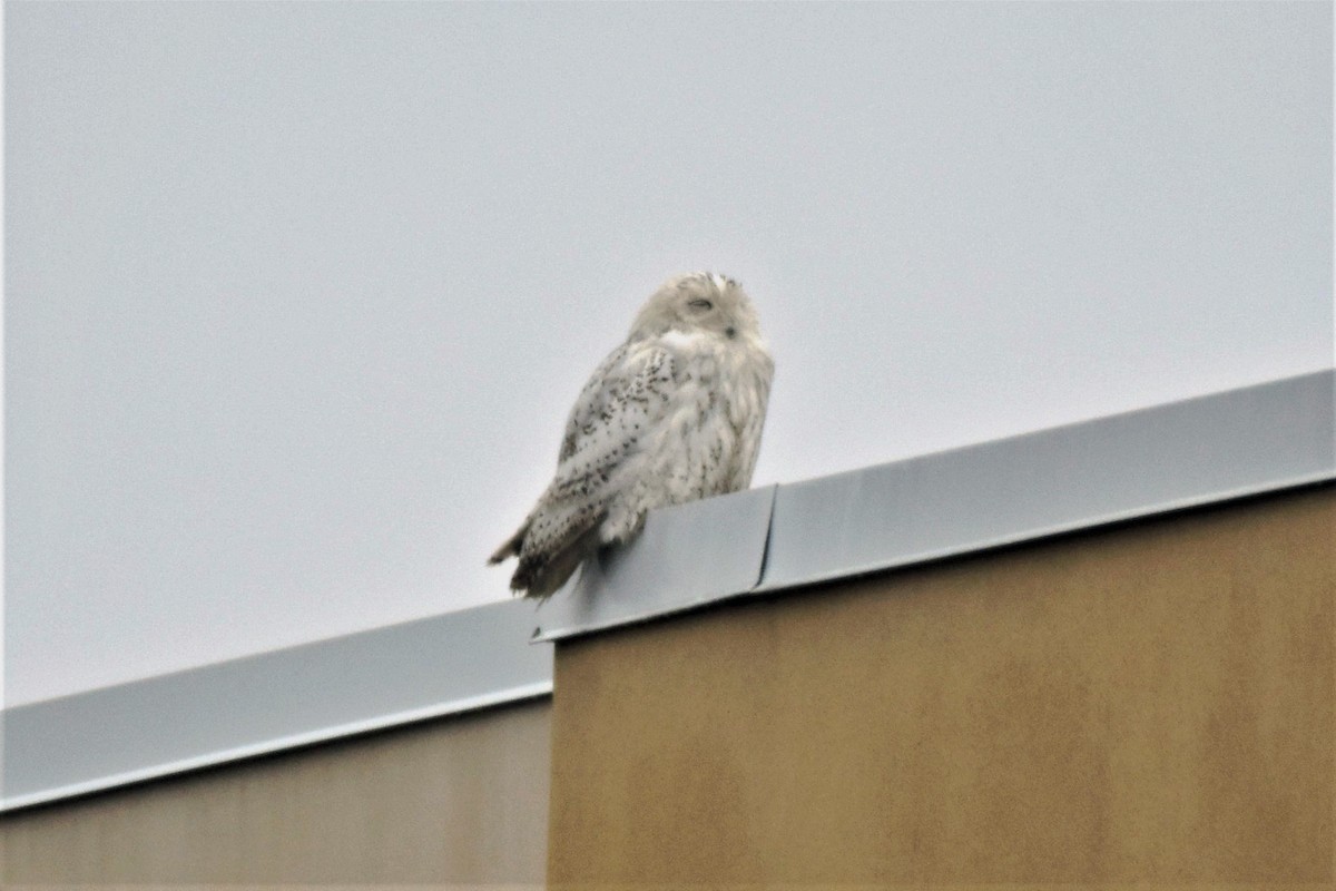 Snowy Owl - ML270586321