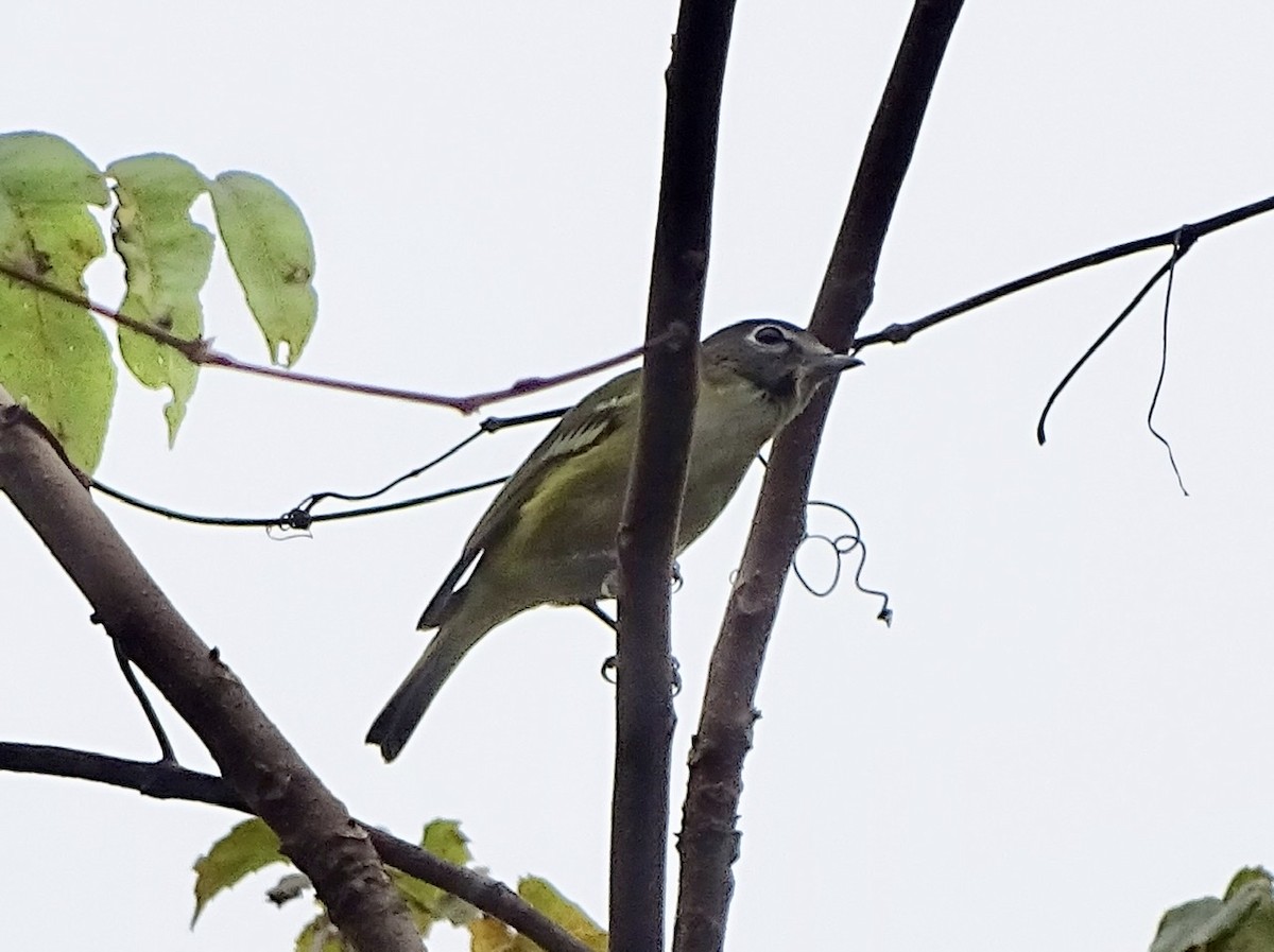 Blue-headed Vireo - ML270586331
