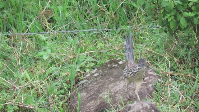 Lesser Roadrunner - ML270586691