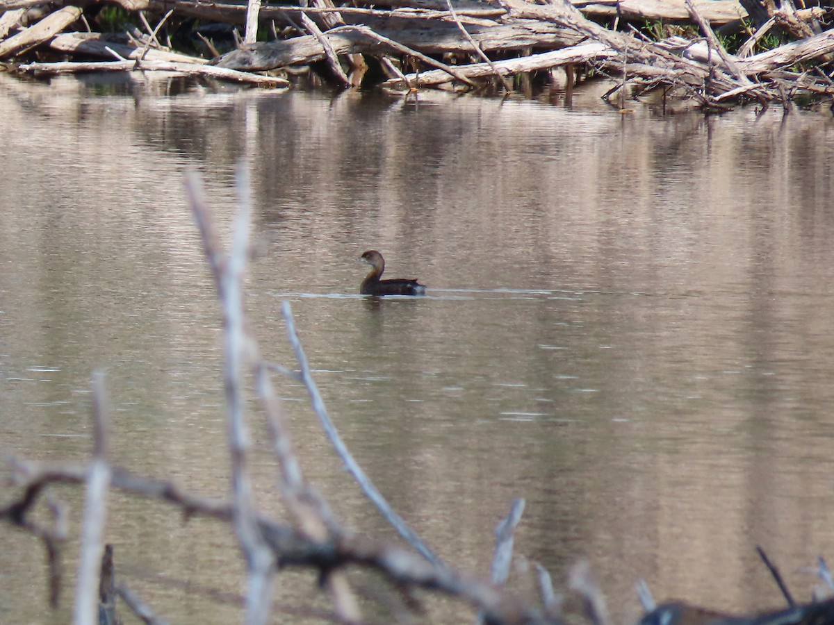 Pied-billed Grebe - ML270587111