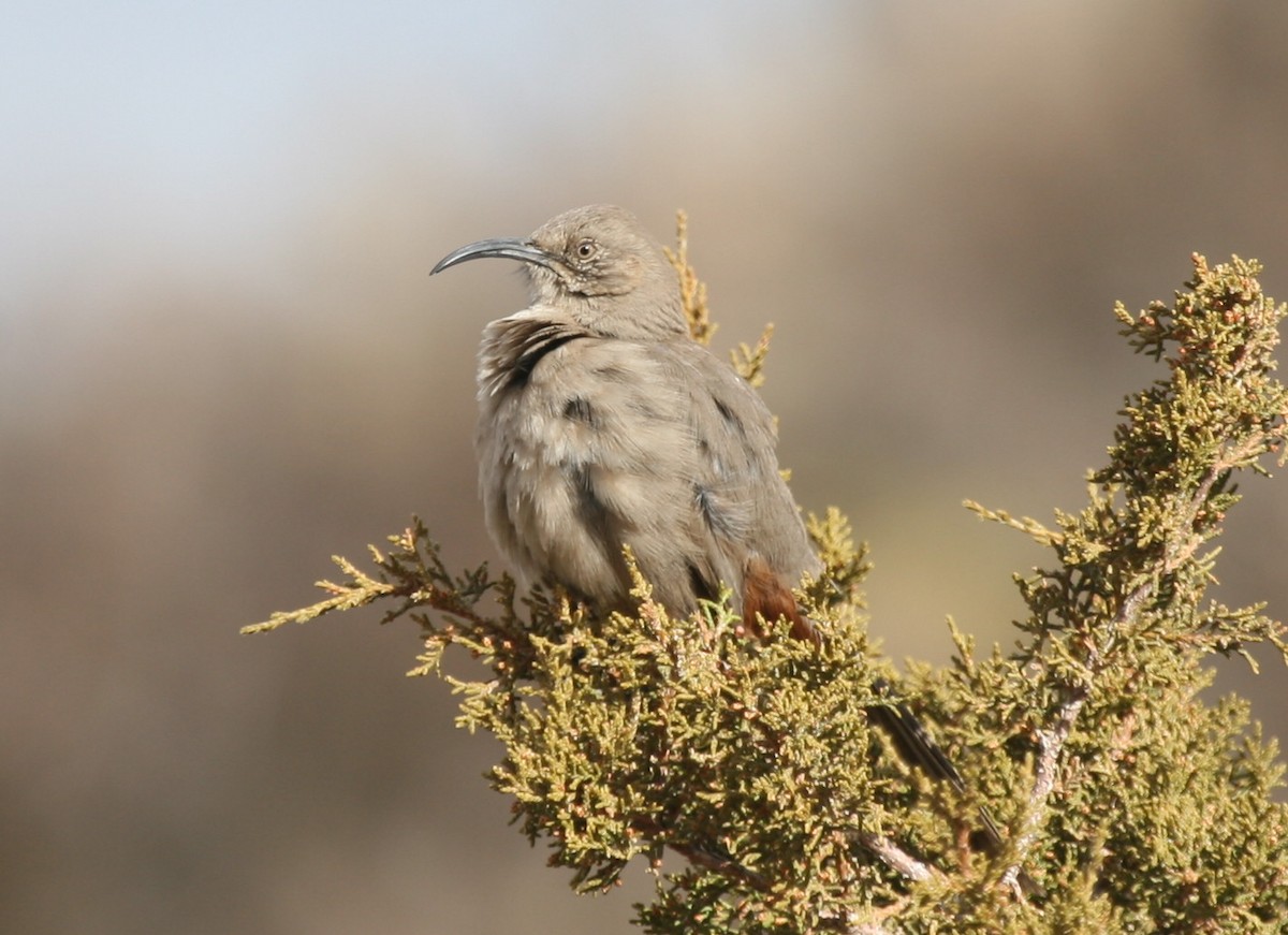 Crissal Thrasher - ML270587931