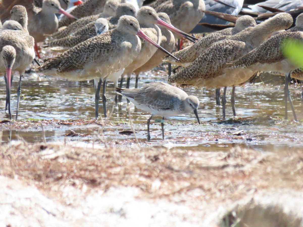Red Knot - ML270588621