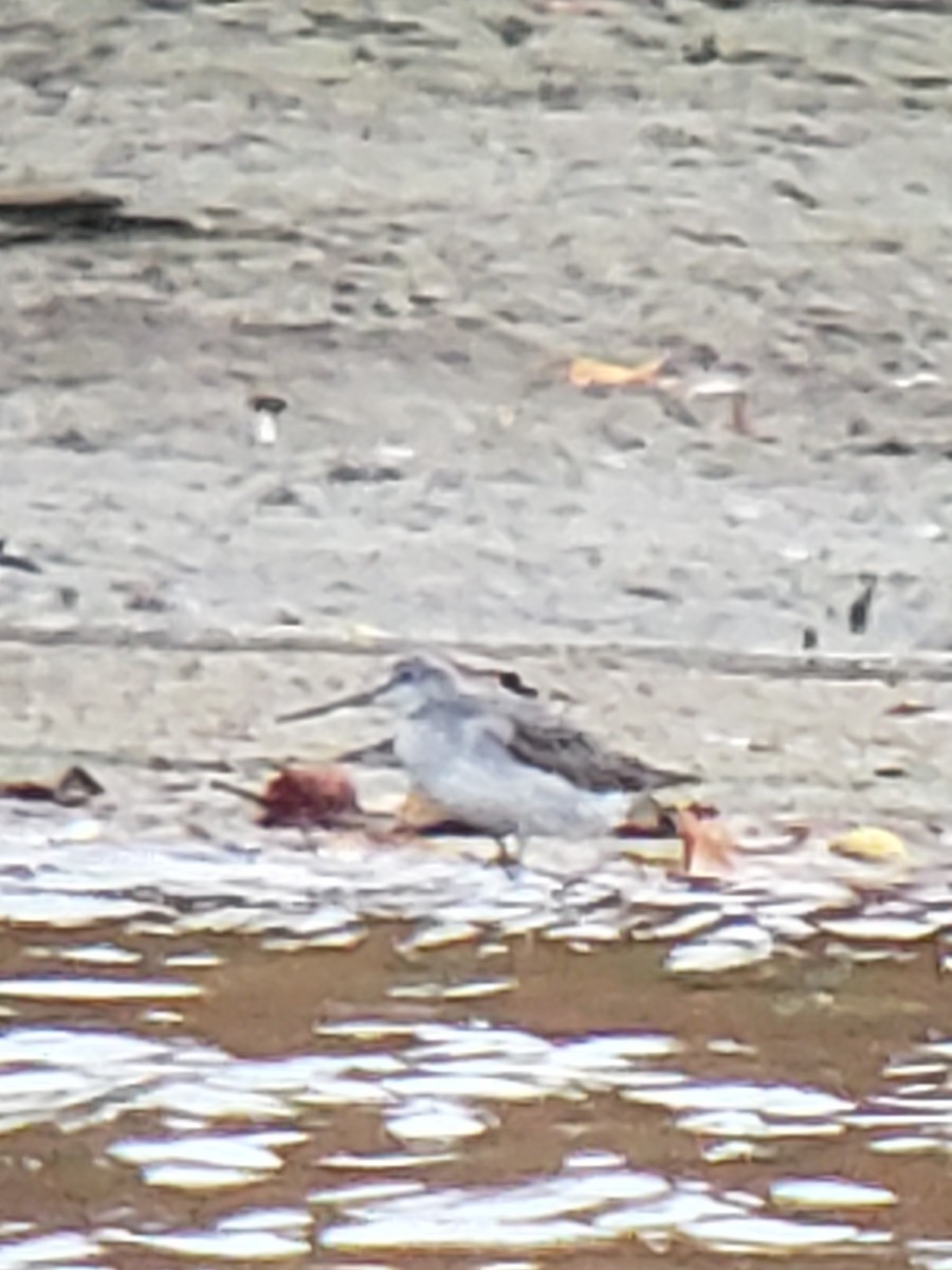 Greater Yellowlegs - ML270588751