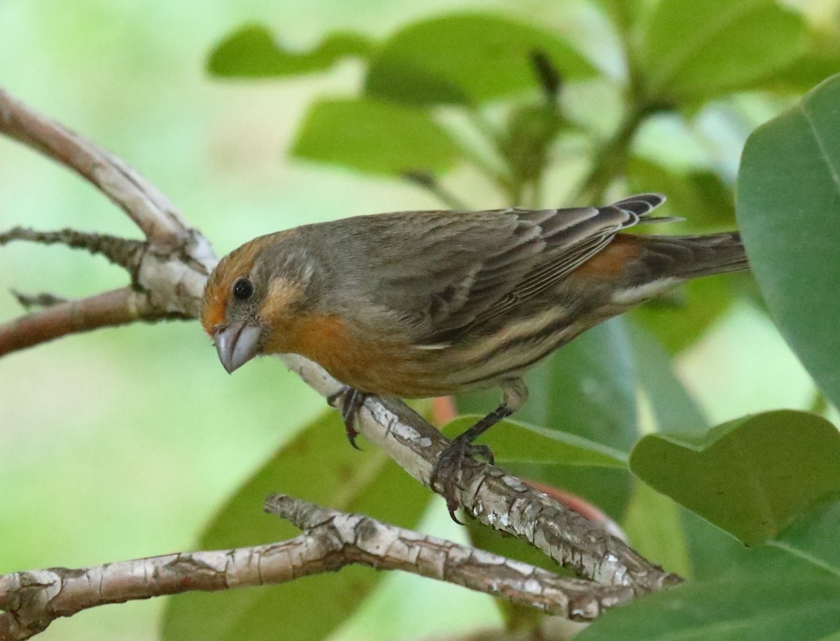 House Finch - Greg Gillson