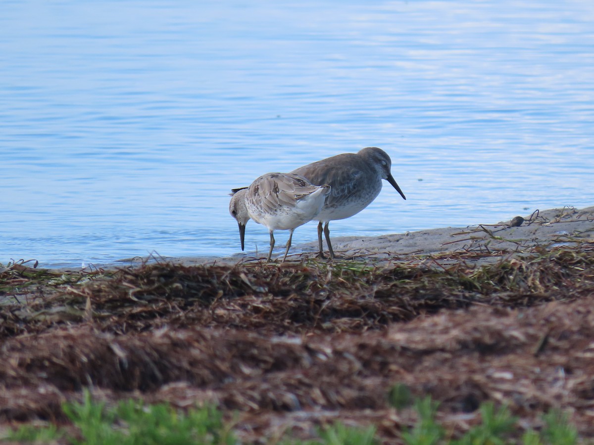 Red Knot - ML270589571