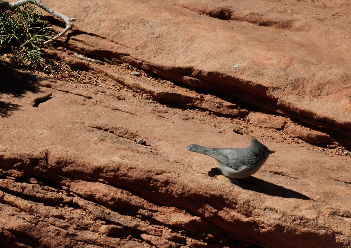 Juniper Titmouse - ML270589911