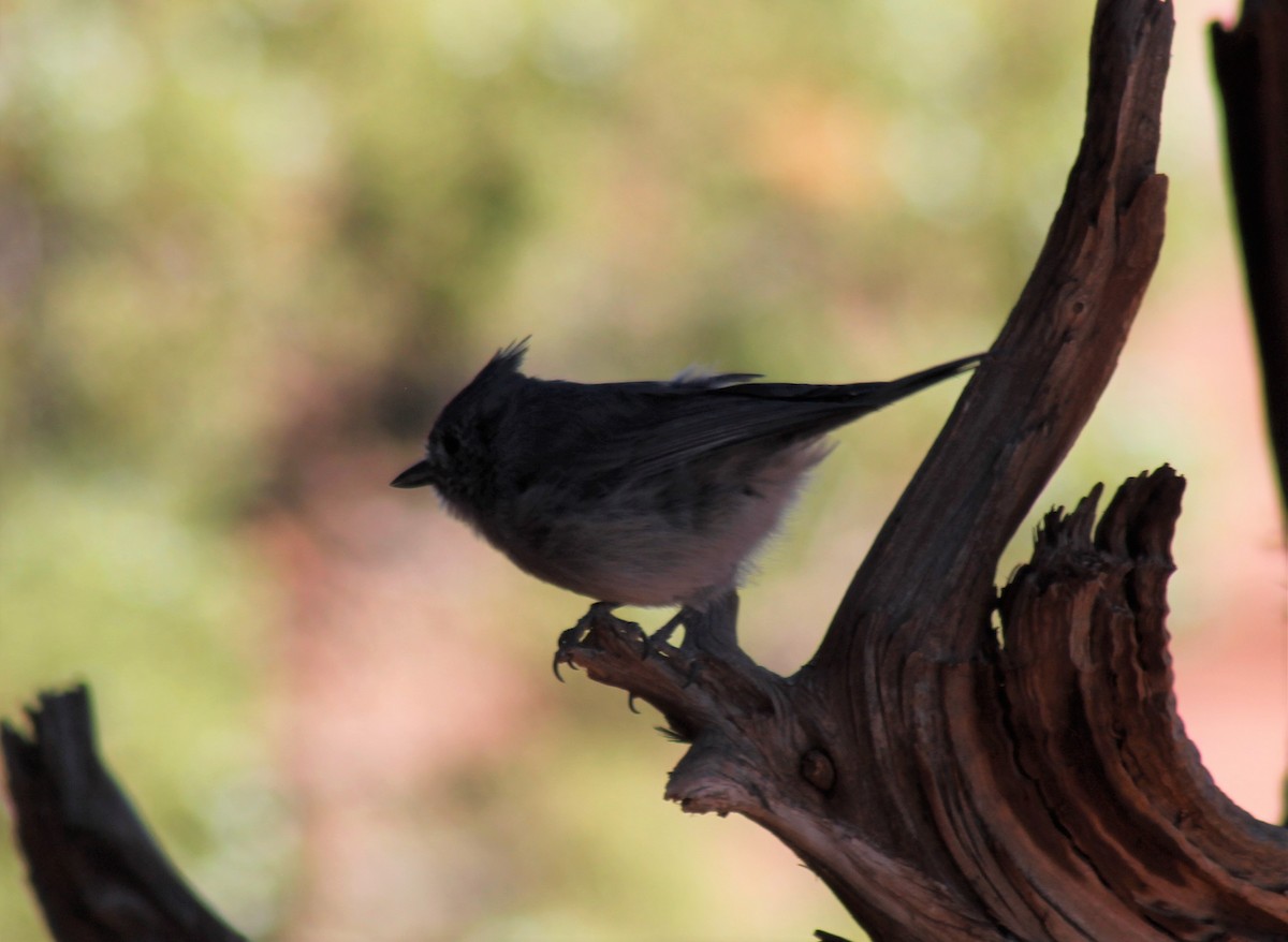 Juniper Titmouse - Mackenzie Goldthwait