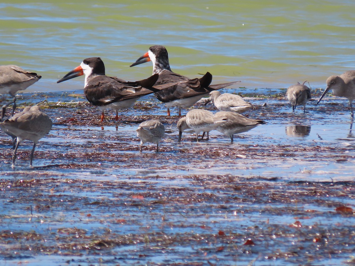 Red Knot - ML270590001