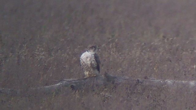 Saker Falcon - ML270590221