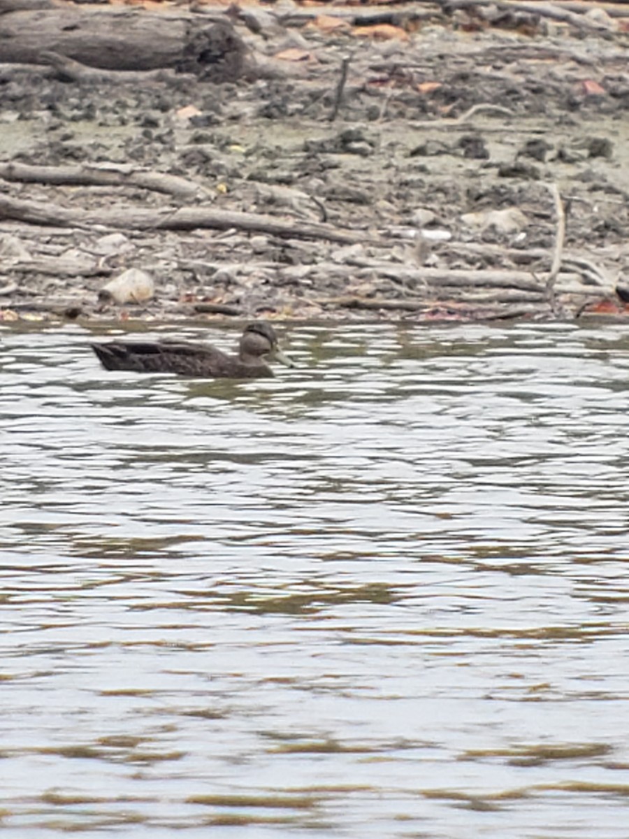 American Black Duck - ML270591331