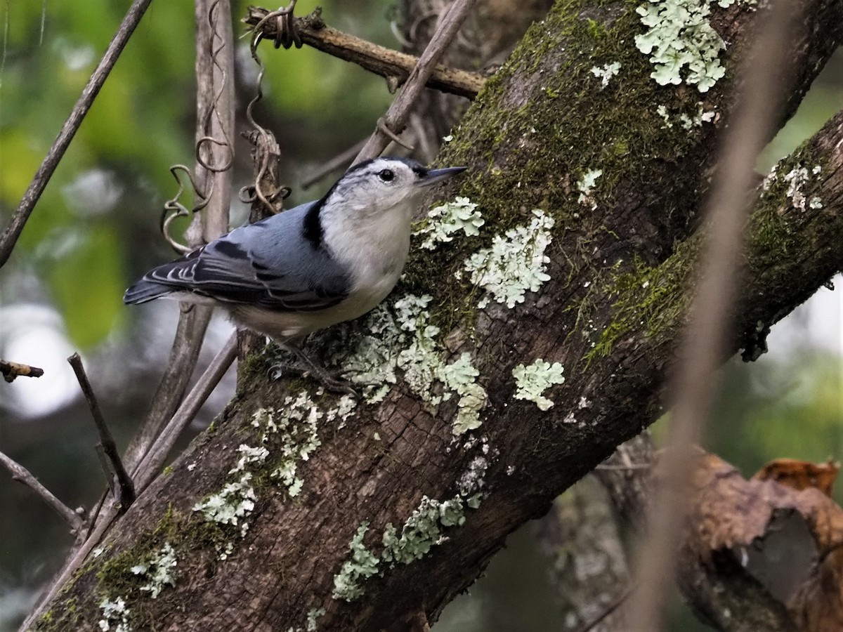 White-breasted Nuthatch - ML270592311