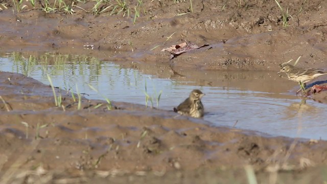 American Pipit - ML270594311