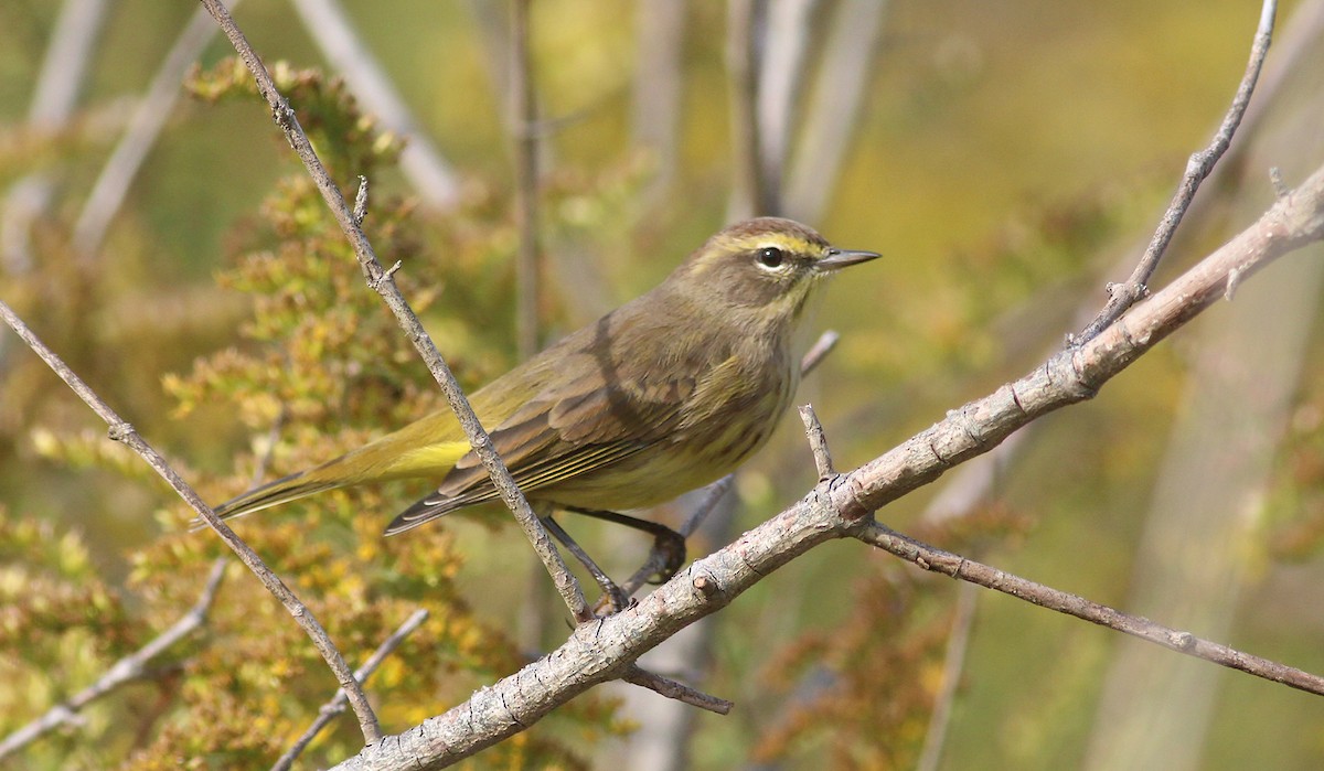 Palmenwaldsänger - ML270594751