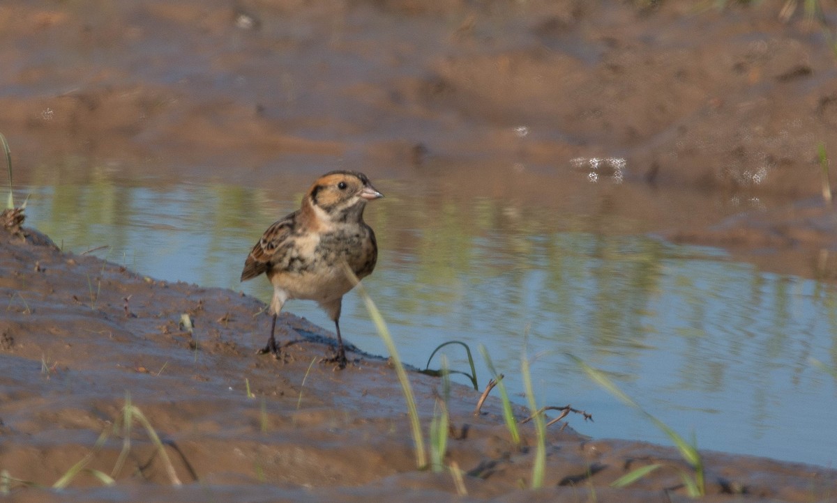 Lapland Longspur - Joel Strong