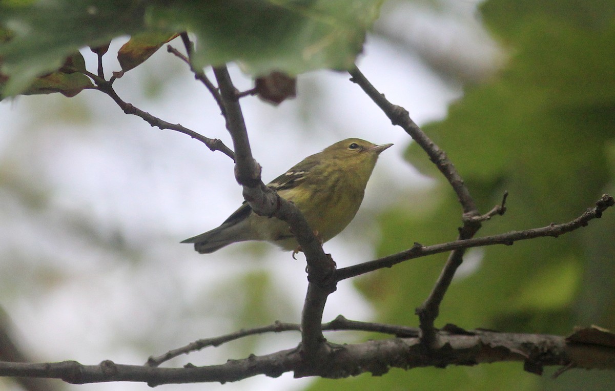 Blackpoll Warbler - ML270595541